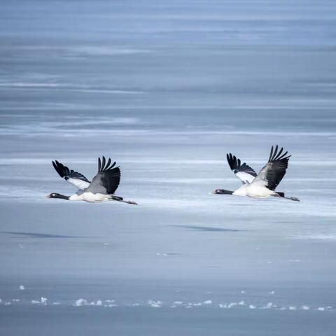 大山包黑颈鹤冰上鹤舞