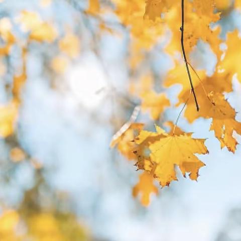 与你定格秋天🍁