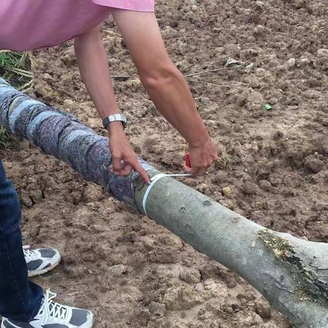 雪峰路（商城大道－杭长线）提升改造绿化工程每日一报