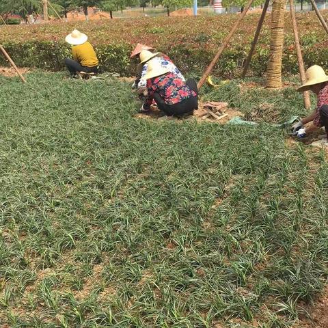 雪峰路（商城大道－杭长线）提升改造绿化工程每日一报