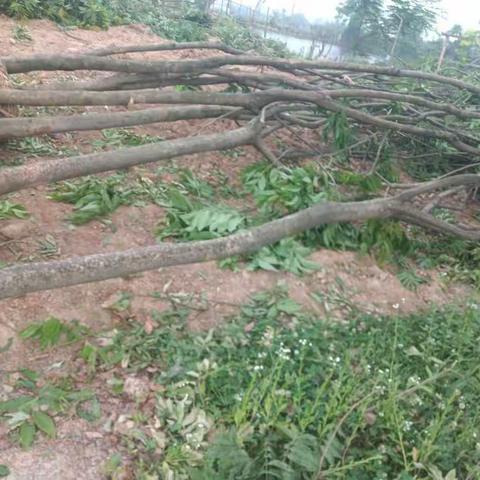 雪峰路（商城大道－杭长线）提升改造绿化工程每日一报