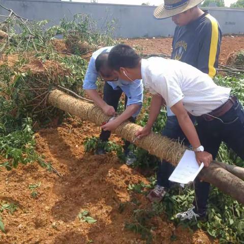 雪峰路（商城大道－杭长线）提升改造绿化工程每日一报（副本)