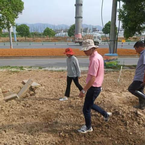 雪峰路（商城大道－杭长线）提升改造绿化工程每日一报（副本)