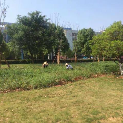 雪峰路（商城大道－杭长线）提升改造绿化工程每日一报