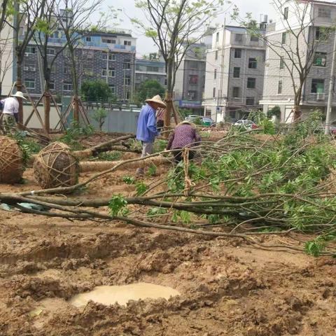 雪峰路（商城大道－杭长线）提升改造绿化工程每日一报