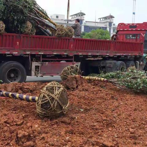 雪峰路（商城大道－杭长线）提升改造绿化工程每日一报