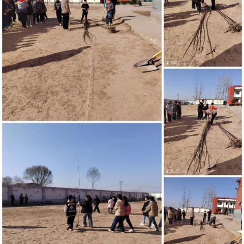 董庄联小植树活动