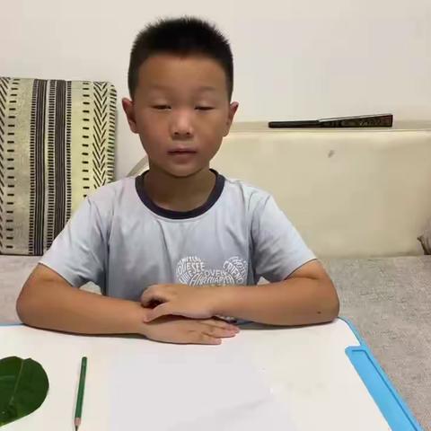 描绘叶脉