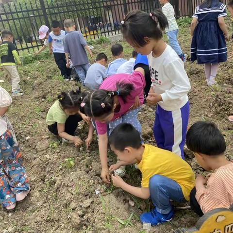 香坊第二幼儿园—种植园除草活动