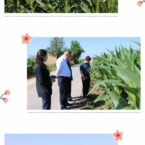旬邑春播玉米长势喜人，丰收在望