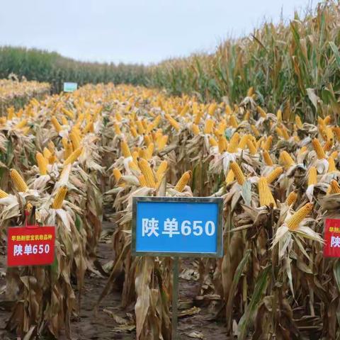 2021年杨凌玉米新品种观摩会旬邑站圆满成功召开