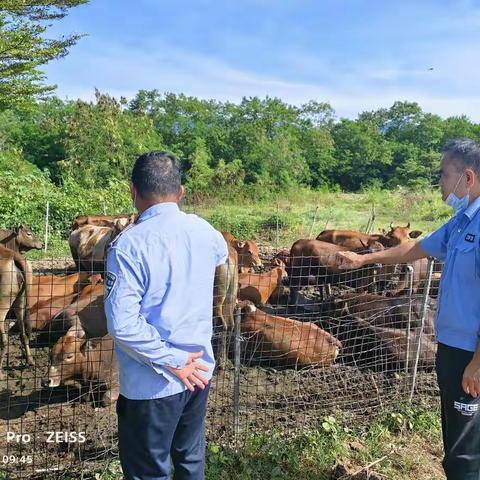 我为群众办实事，天涯区农业农村局，凤凰片防疫员下村工作记录。