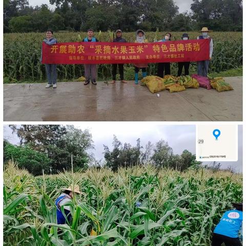 团三才镇委开展助农“采摘水果玉米”特色品牌志愿服务活动