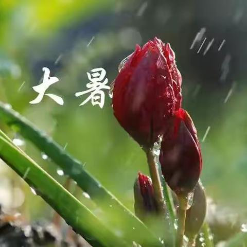 夏雨