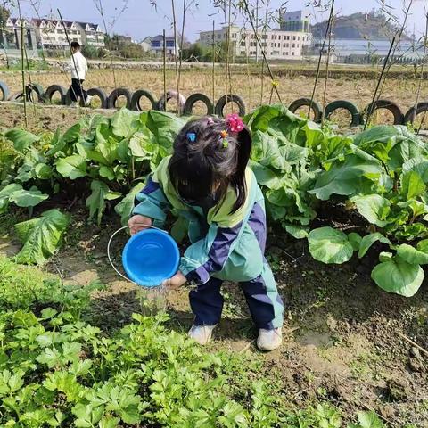 中二班  照顾芹菜