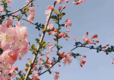 交流共进以致远，研途花开促发展——阳信县水韵梨乡实验学校教学质量分析会