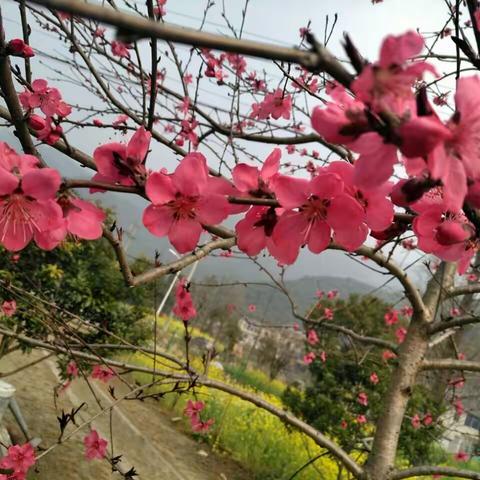 桃花红，桃花香。三月桃花醉乡里。 桃花艳，桃花劫。片片桃花飞红尘。