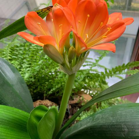 【汤圆文学·我的2023征文】汤圆文学，美友的精神家园（散文诗）