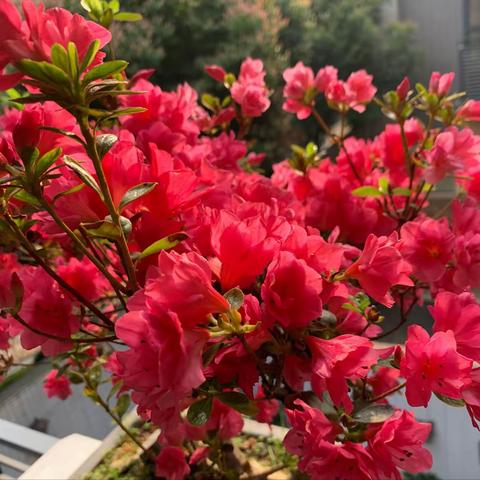 【同题闪小说·春风】战地红杜鹃