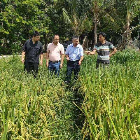 崖州区农业农村局到抱古村查看水稻病害情况