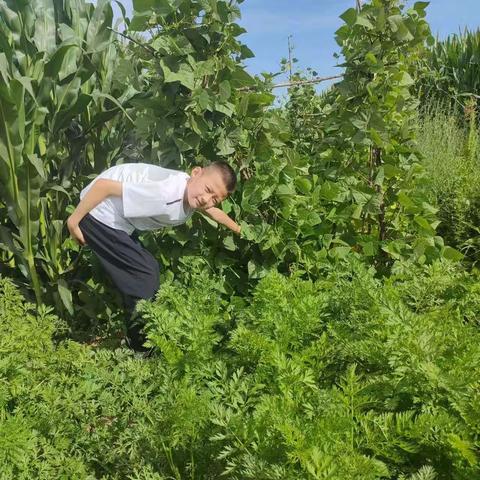 缤纷夏日 “暑”我最棒二年级（5）班 李轩毅社会实践活动