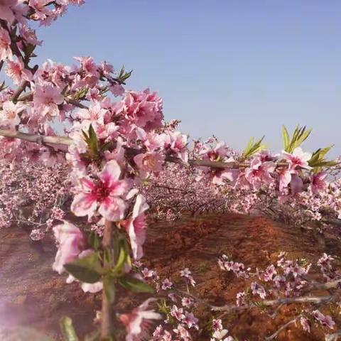 美丽桃花