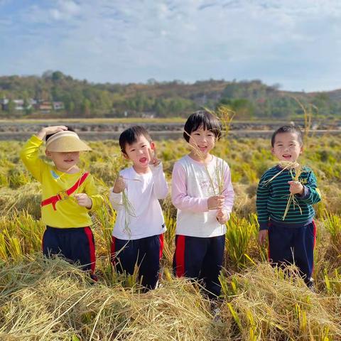 稻田拾趣🌾 “禾”你同行——中心市场喜羊羊幼儿园社会实践活动