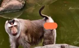 《猴王》文/前涛