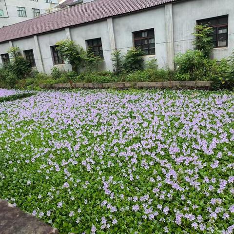 《卖叫花鸡的人》文/前涛