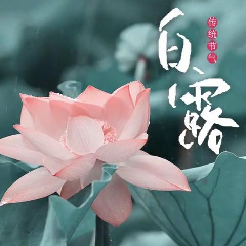 准格尔旗民族幼儿园24节气活动——白露
