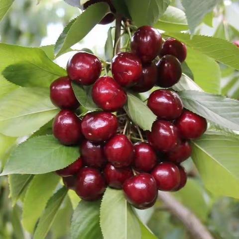 才下枝头，又上舌尖，大连美早樱桃🍒，终于等到你！