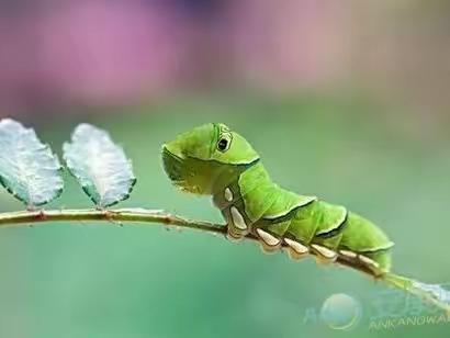 红果果幼儿园晨星班艺术课《毛毛虫🐛》