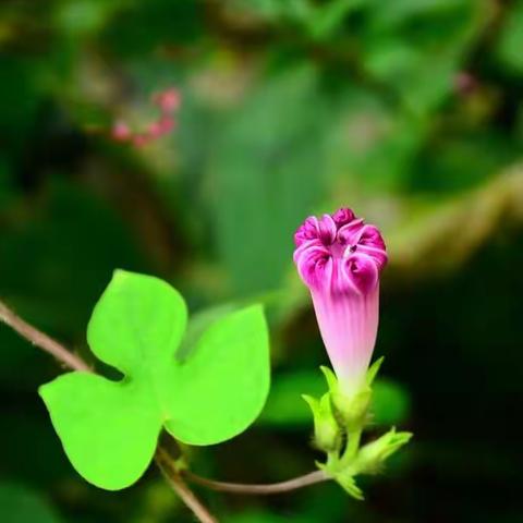 野    花