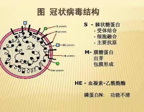 新型冠状病毒肺炎，需要你我共同防控