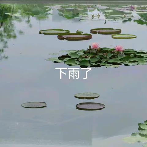 雨中观莲荷