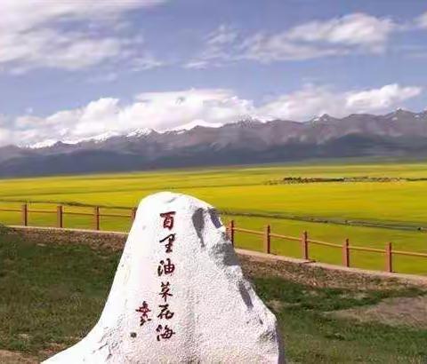 7月21日门源油菜花生态牧场一日游