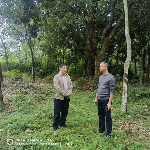 县政协主席魏和金到文儒镇开展巡林工作
