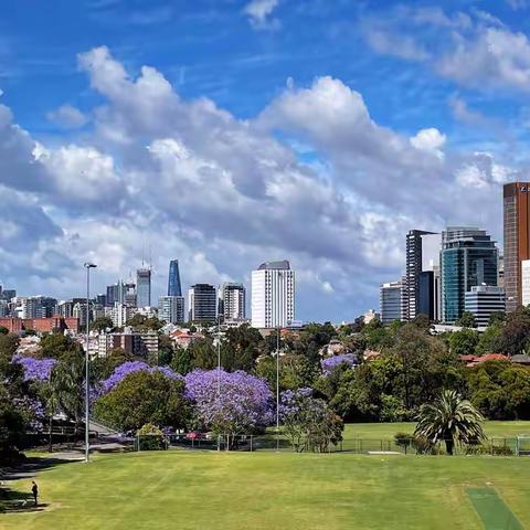 手机随拍 - 悉尼的蓝花楹 2022