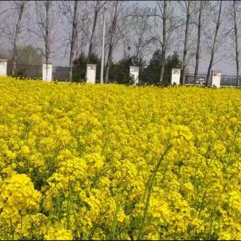 相约春风里，静待花开放----大高桥小学线上教学纪实