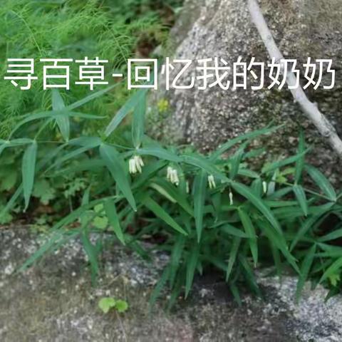 寻百草-怀念我的奶奶