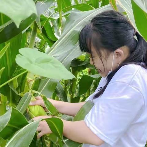 【开小｜幸福少年】开小少年，勤劳一“夏”——开元路小学暑假实践作业阶段性展示（二）