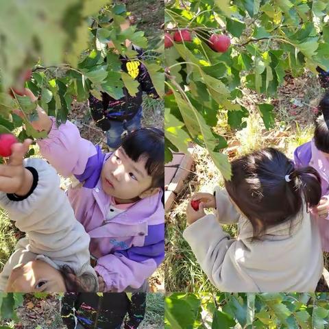 “邂逅秋天，探索秋天”——新户镇中心幼儿园小班特色活动