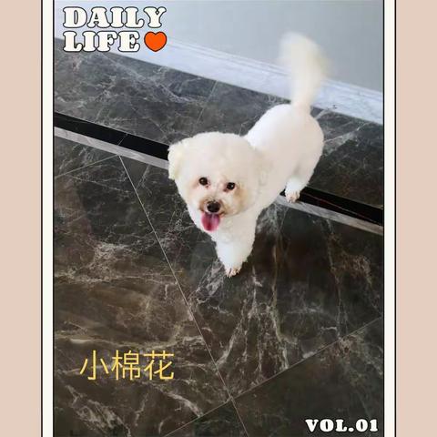 爱犬“小棉花”纯种比熊犬