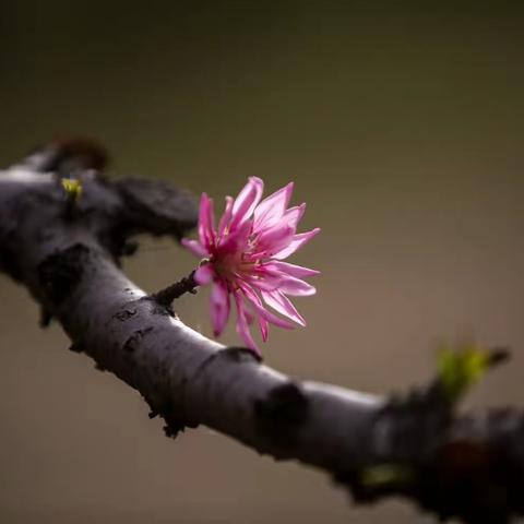 决战中考梦想起航