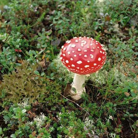 珍爱生命，远离毒蘑菇——湘乡市景云中学预防野生蘑菇中毒宣传教育