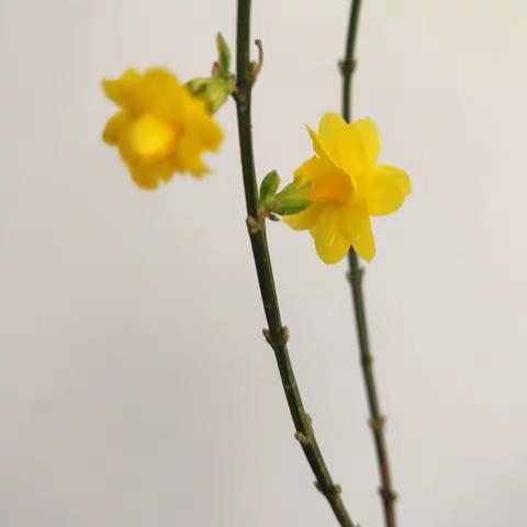 "疫"尘不染，静待"疫"散——伊通十三中心理健康主题班会纪实