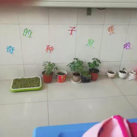 东凯小学“种子发芽学问多”科学探究活动