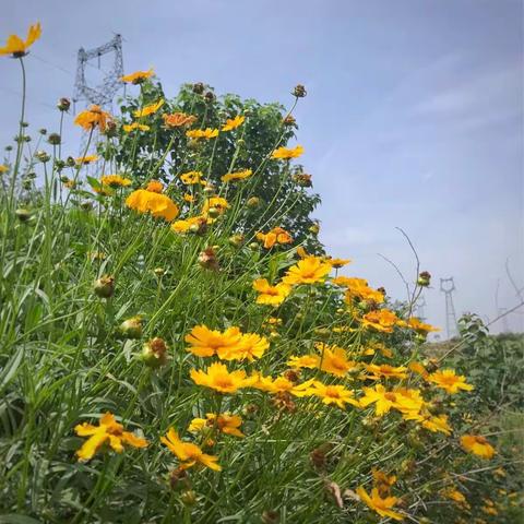 夏天来了，带来了绿色的田园；花儿也从远方赶来，只为与绿色的田园赴上一面之约 