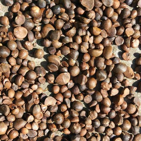 童年往事：挑茶籽