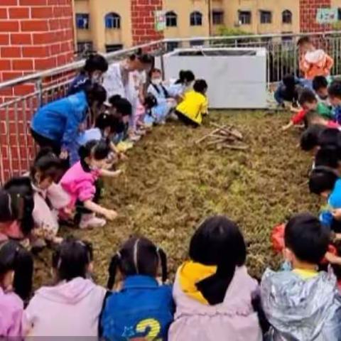 🌺【种植快乐~伴我成长】雅礼幼儿园开心农场记实